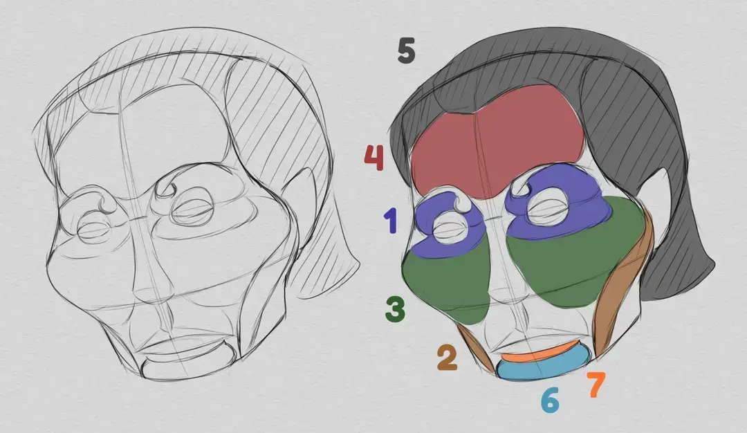 drawing of the volumes of a caricature from a photo