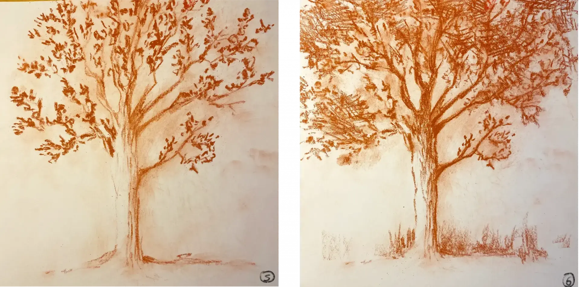 drawing of a tree in dry sanguine