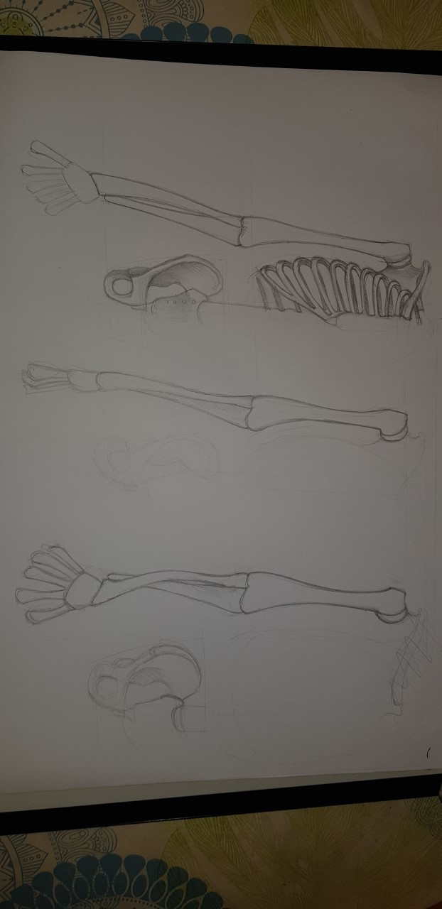 Structure bis, le squelette appendiculaire