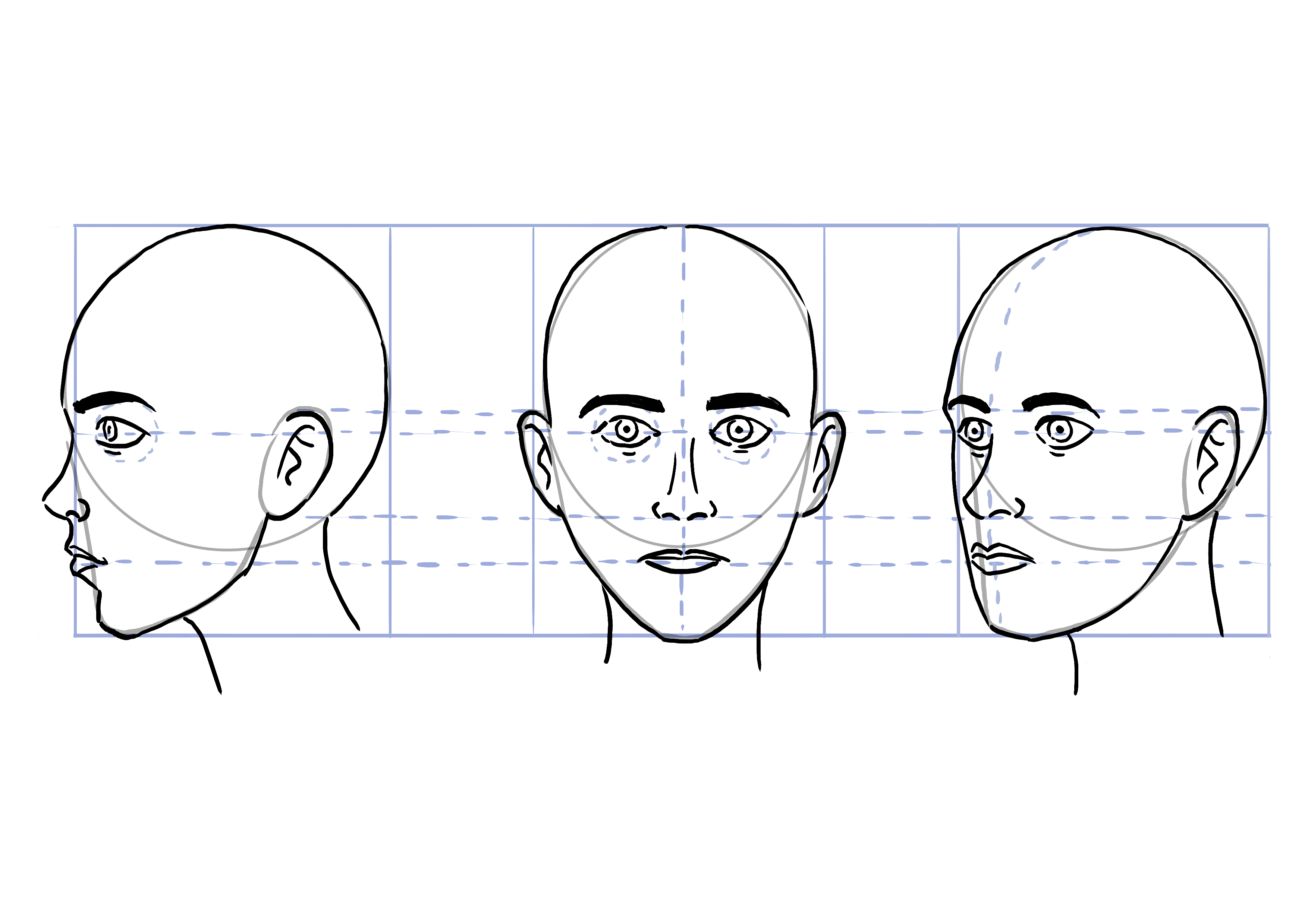 Proportions du visage