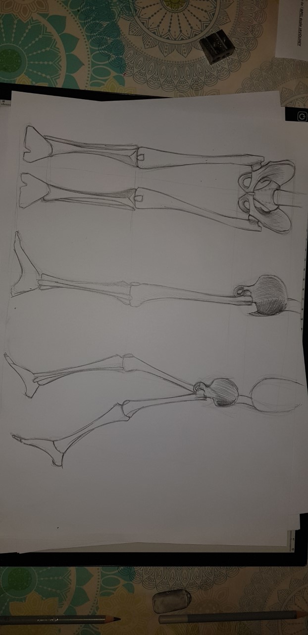 Structure bis, le squelette appendiculaire