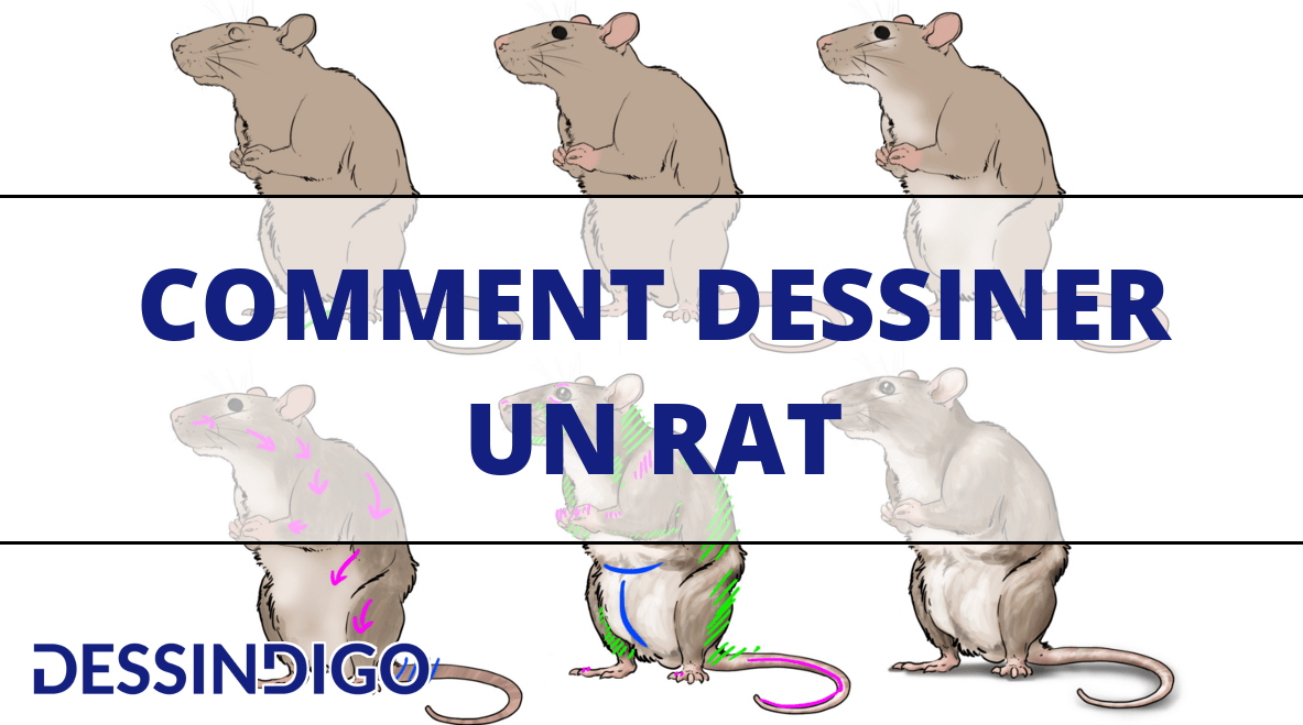 Comment dessiner un rat