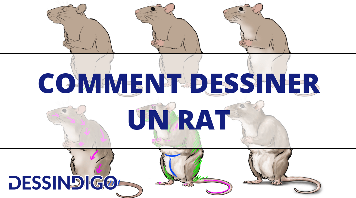 Dessiner un écureuil - Blog - Dessindigo