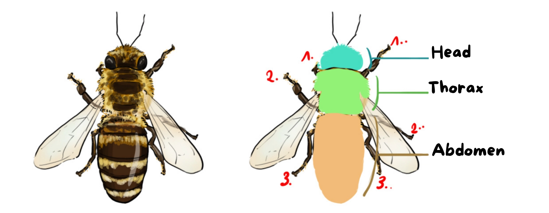 Diagram of the structure of a bee