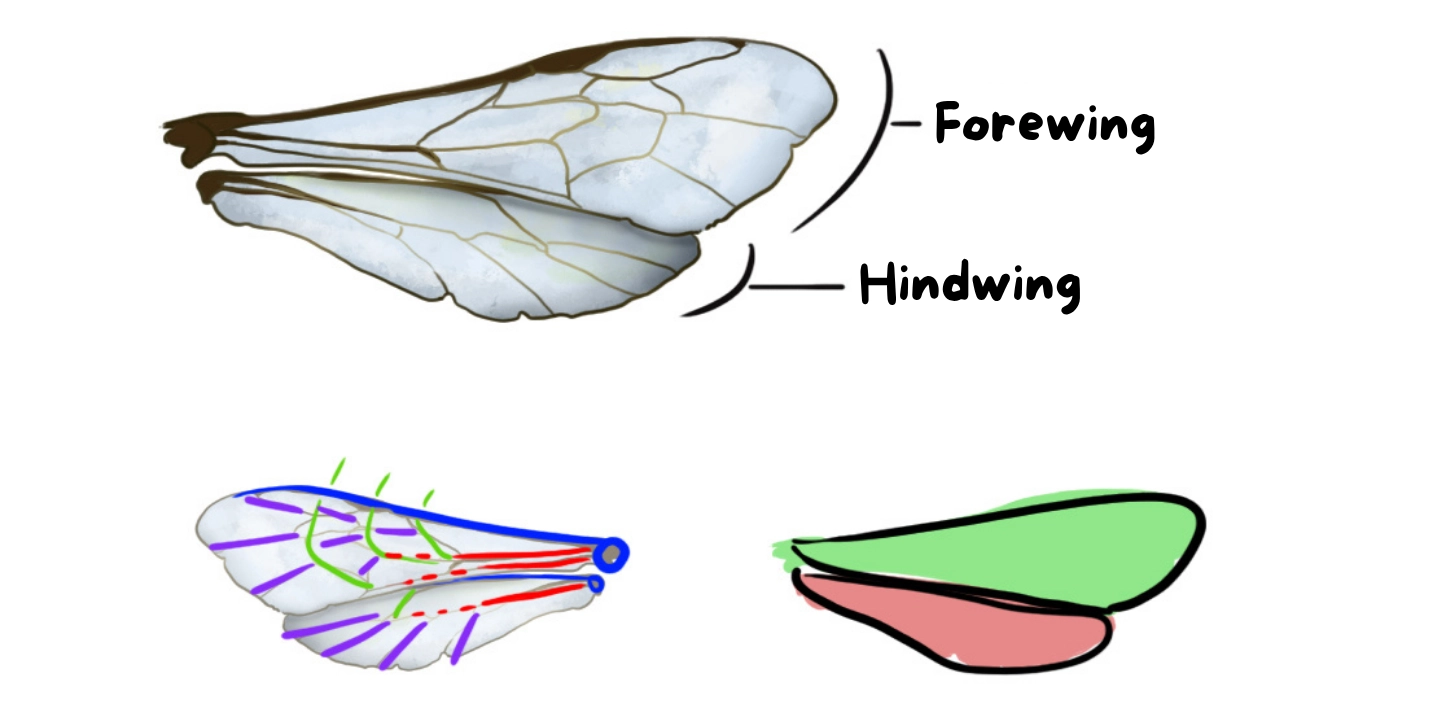 draw the bee's wings