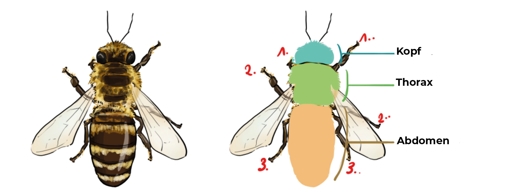Schema der Struktur einer Biene
