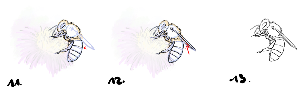dessiner une abeille étape par étape 4