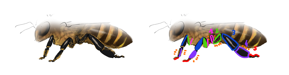 dessiner les pattes de l'abeille