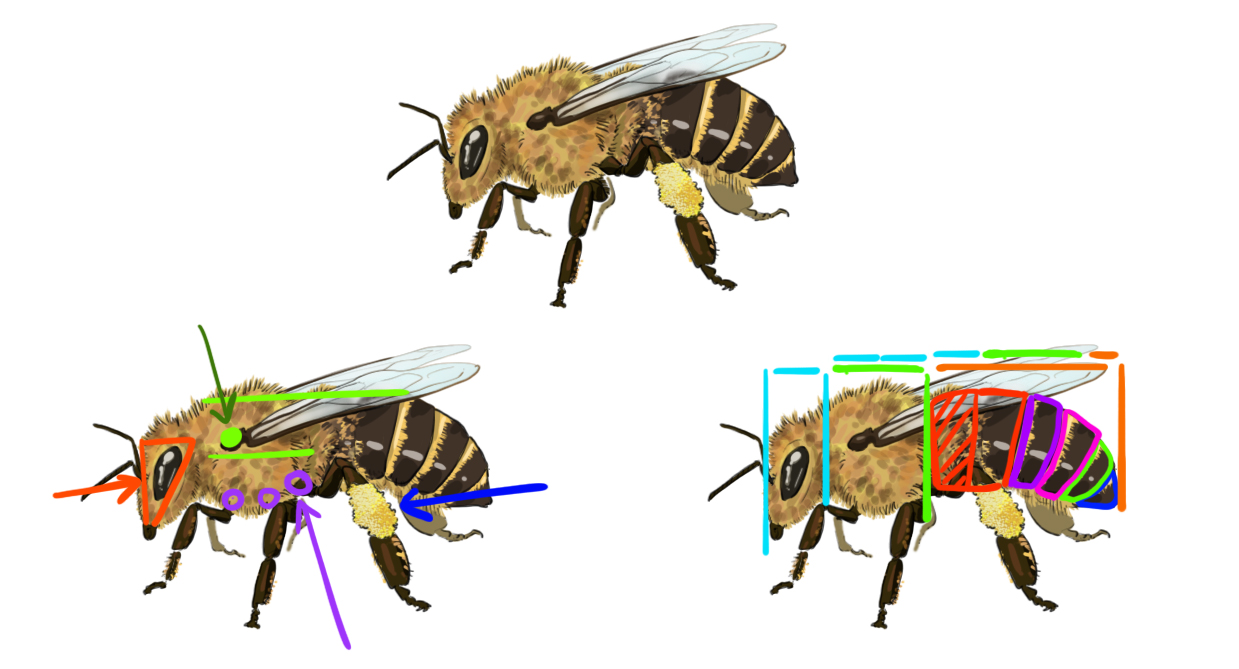 schéma récapitulatif pour le dessin de l'abeille
