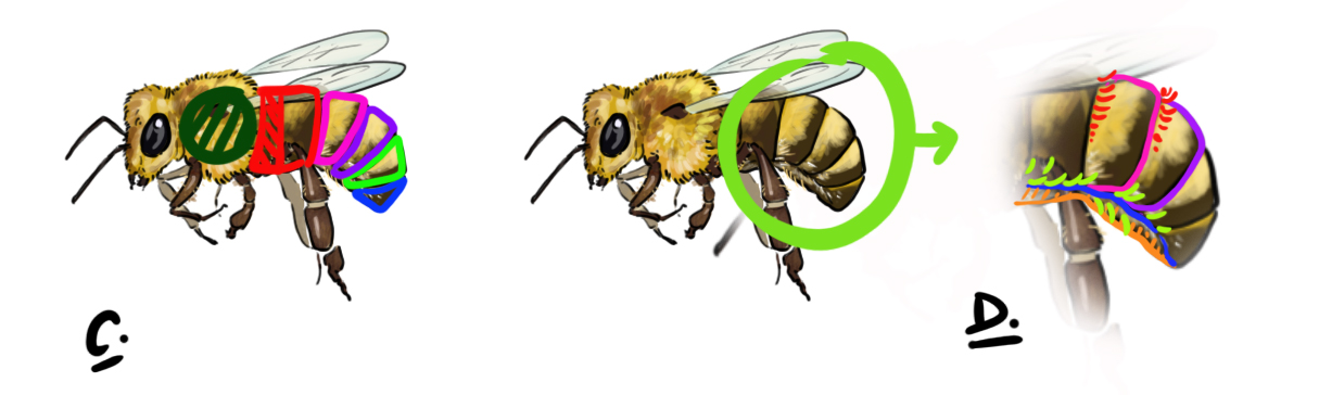 schéma de la structure et des proportions d'une abeille 2