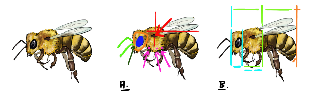 schéma de la structure et des proportions d'une abeille