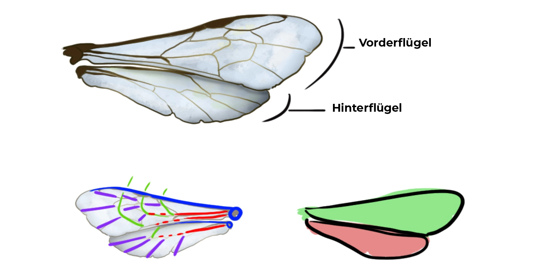 zeichnet die Flügel der Biene