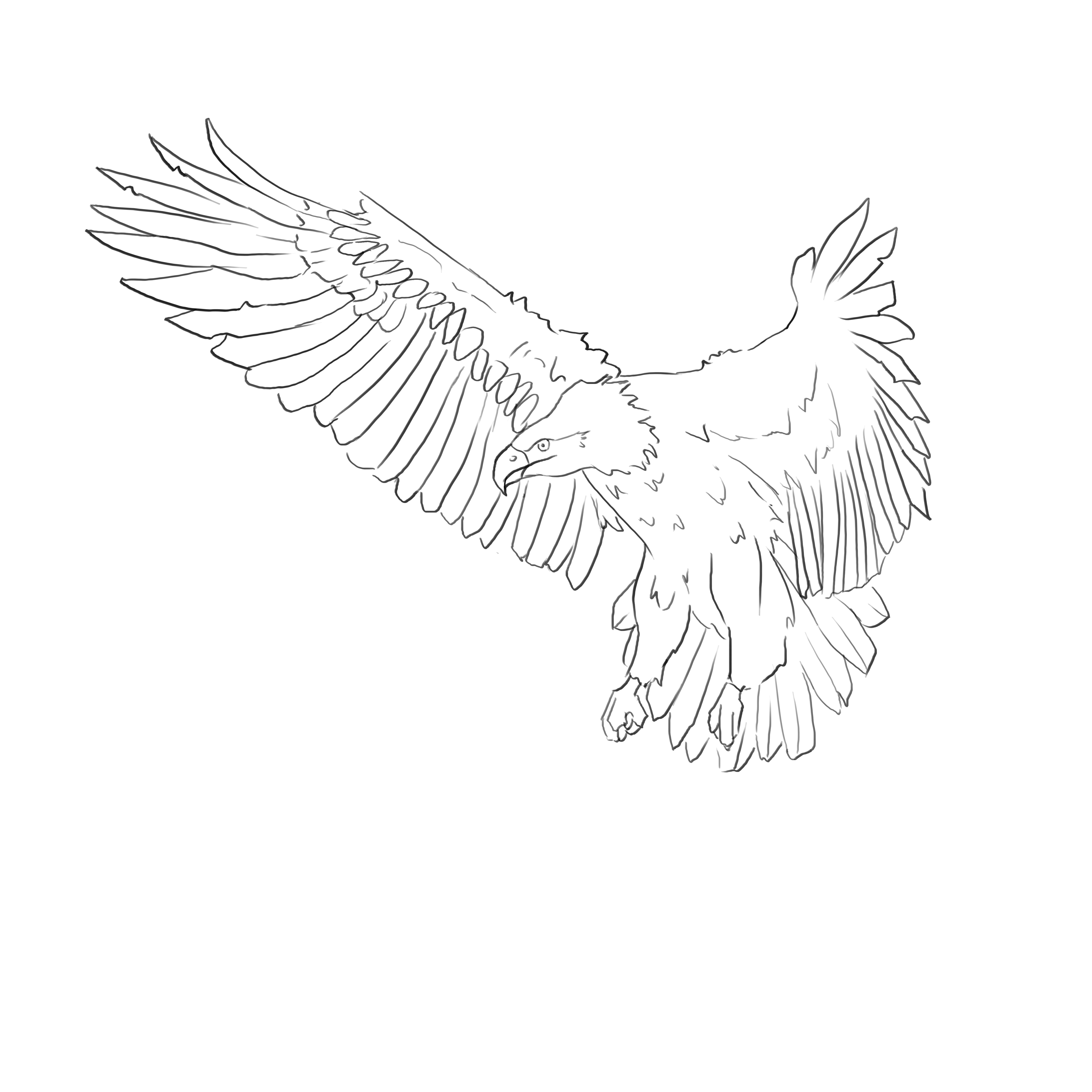 dessiner un aigle royal