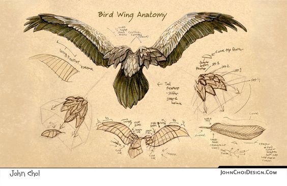 dessin anatomique des plumes de l’aigle
