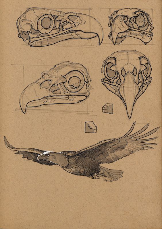 dessin anatomique de la tête de l’aigle
