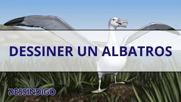 Dessiner un albatros