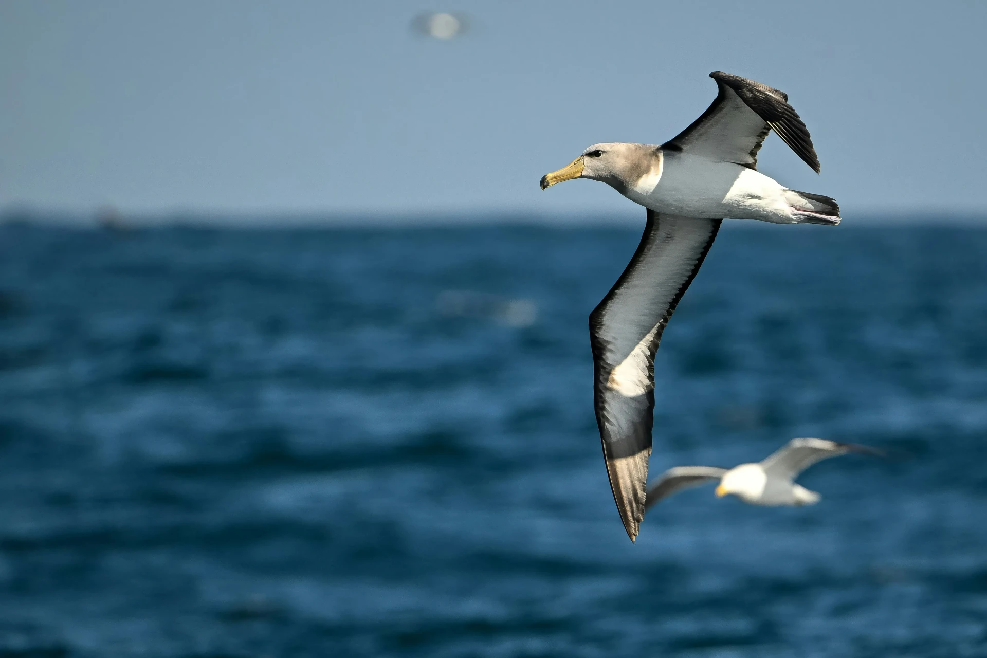 les caractéristiques de l’albatros