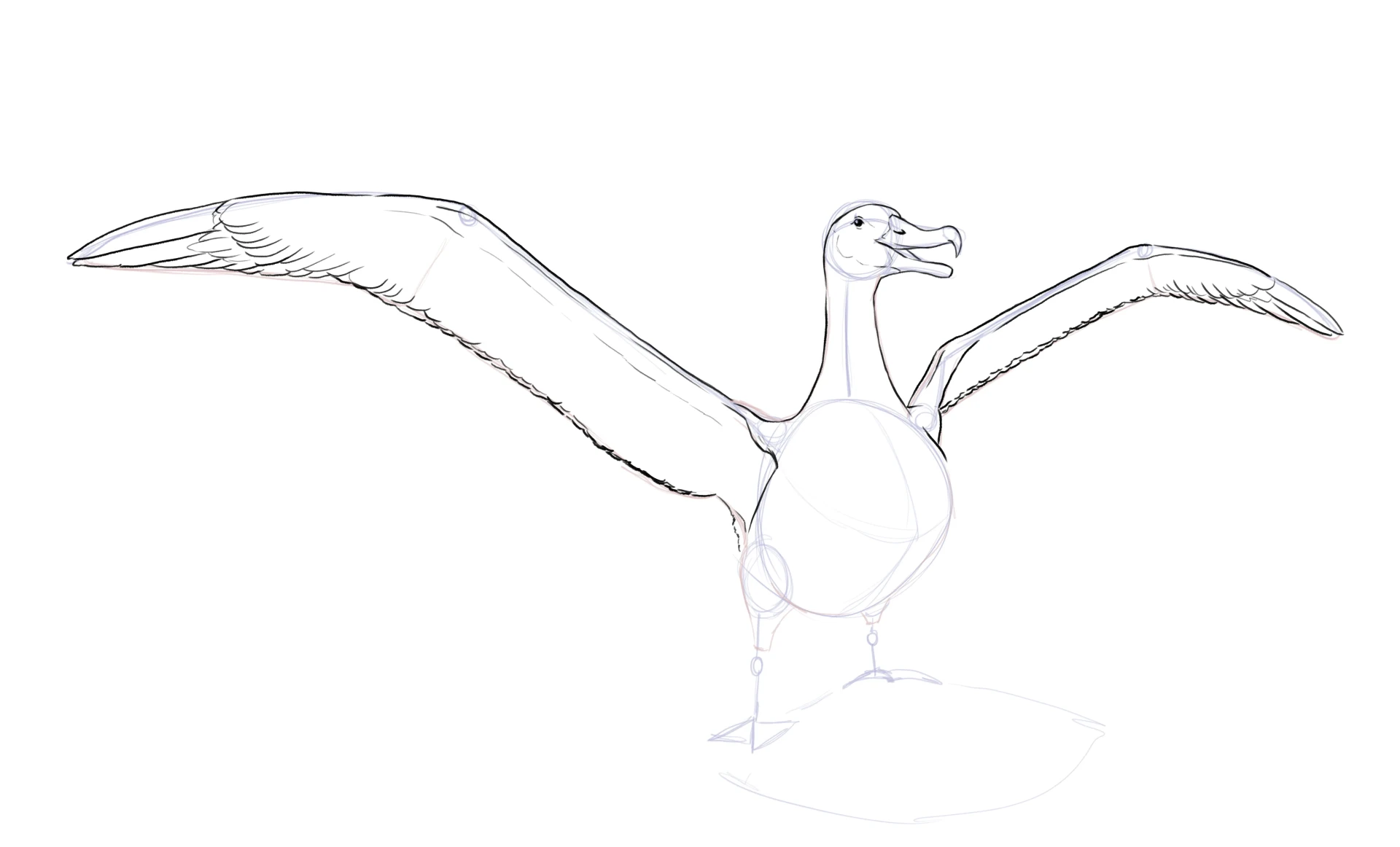 dessiner les ailes d’un albatros