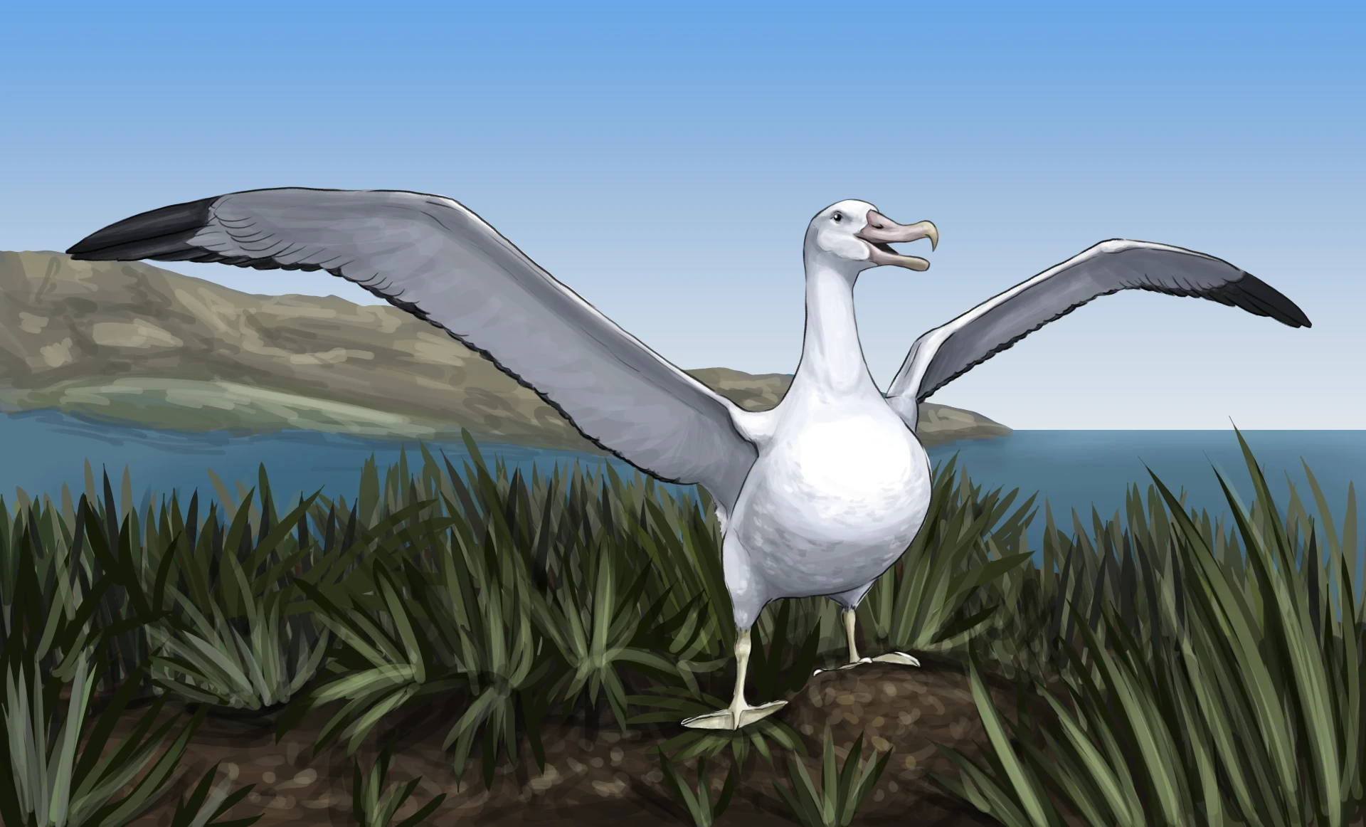 dessin d’albatros