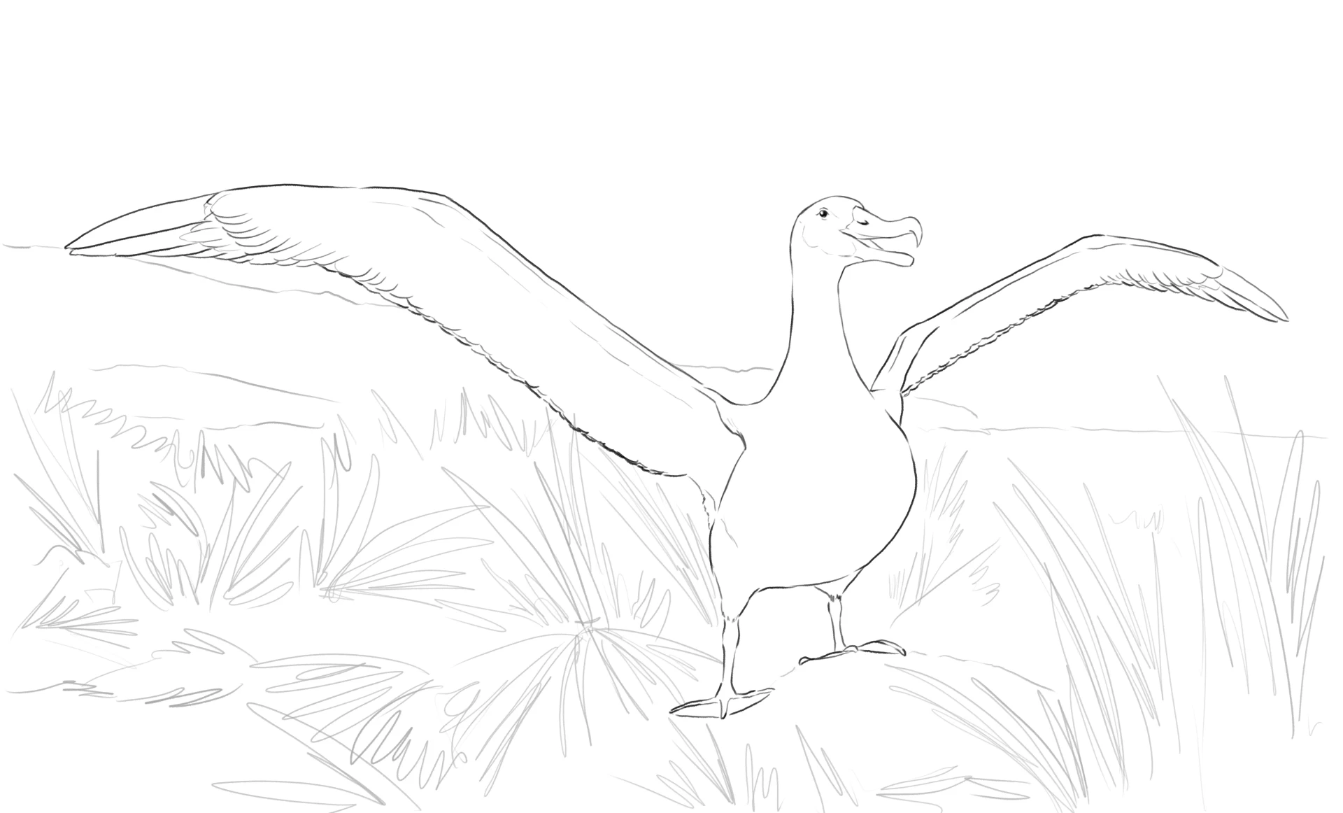 dessiner le décor autour d’un albatros