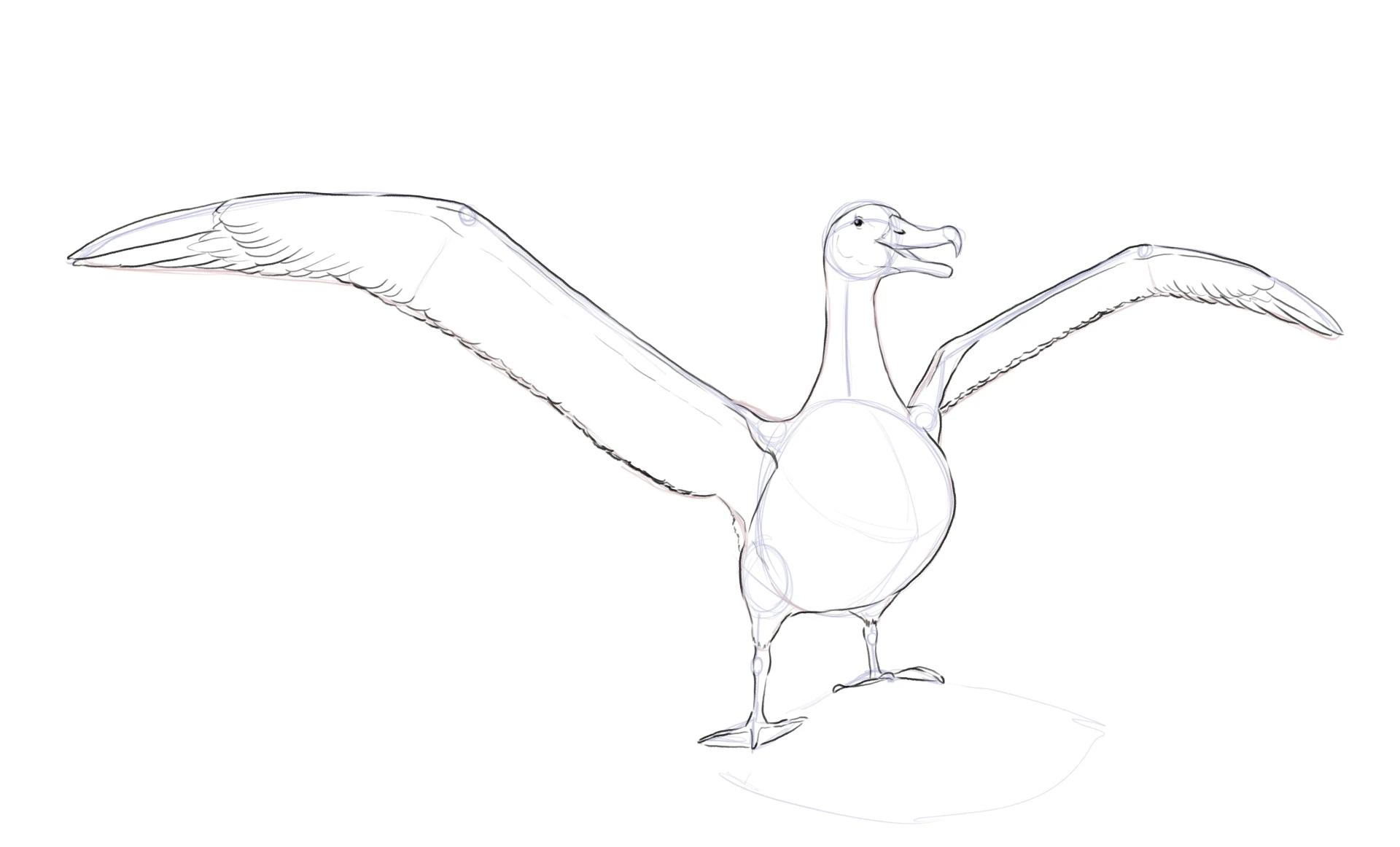 dessiner les pattes d’un albatros