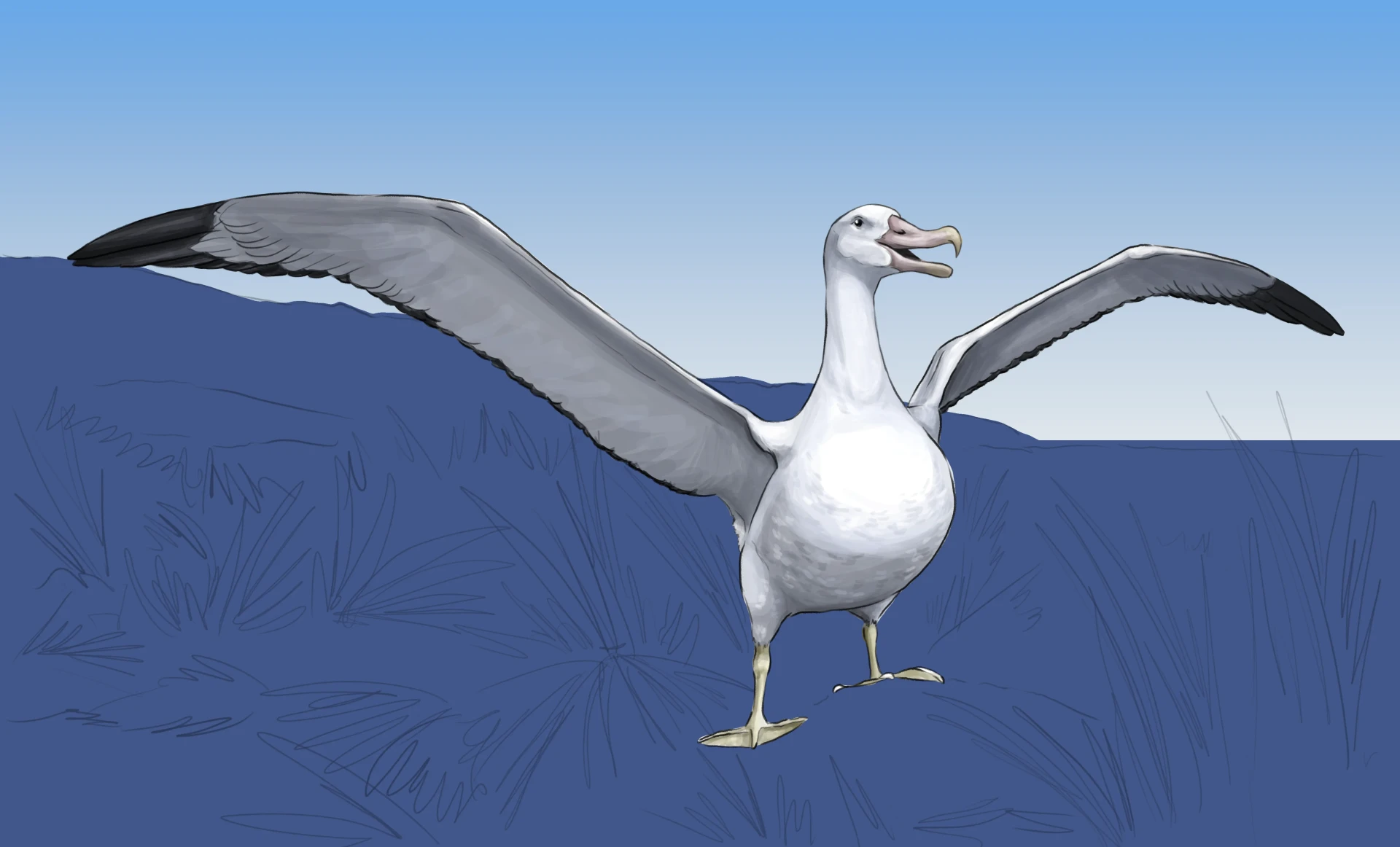 dessiner le plumage d’un albatros