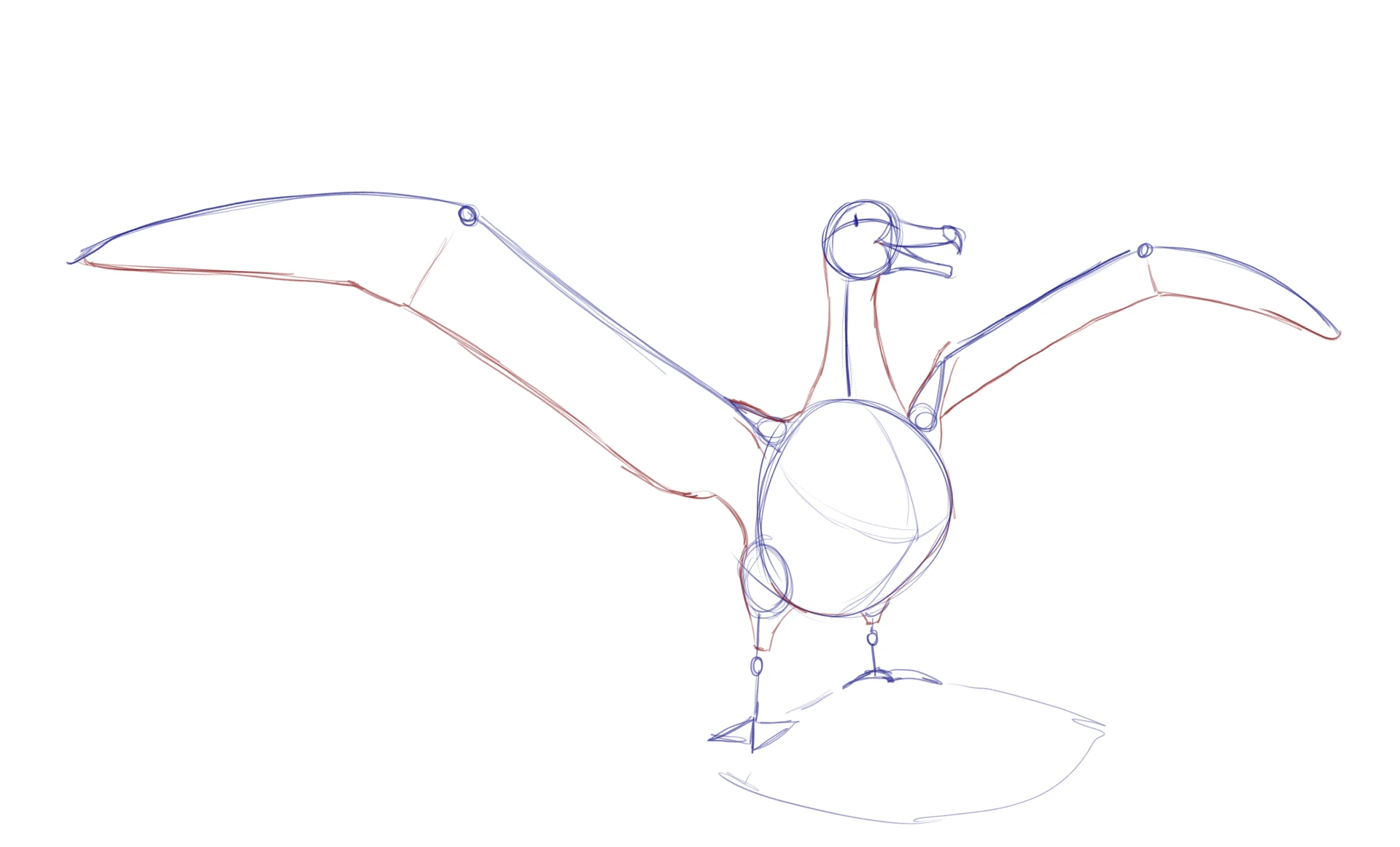dessiner le poitrail d’un albatros
