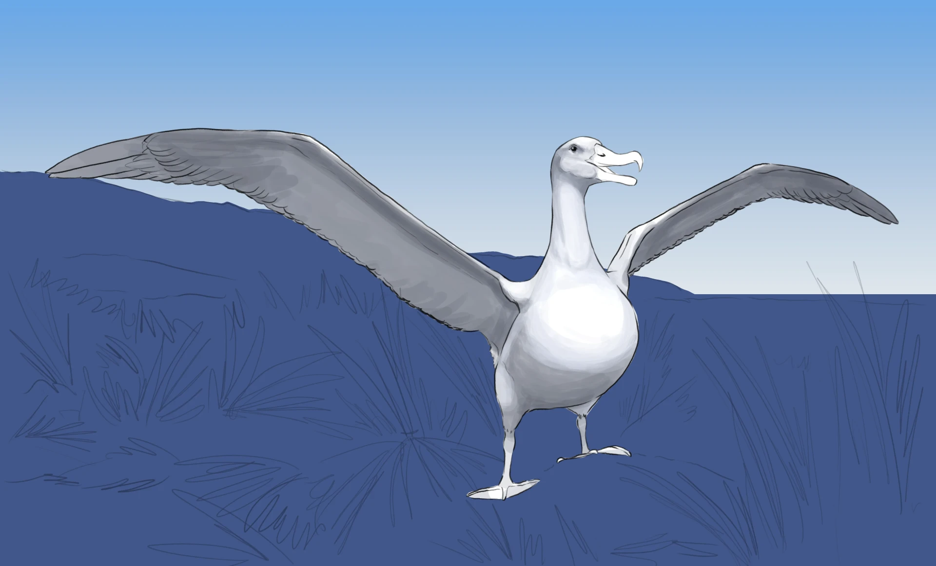 dessiner le torse d’un albatros