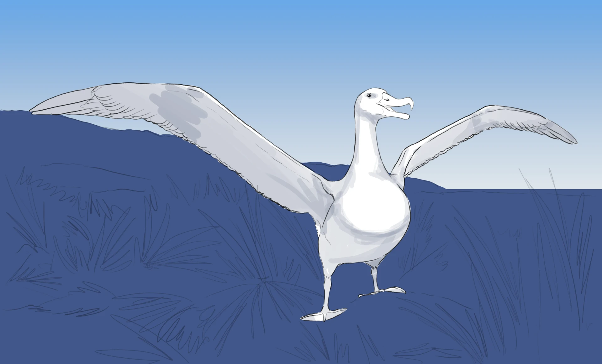 dessiner les volumes d’un albatros