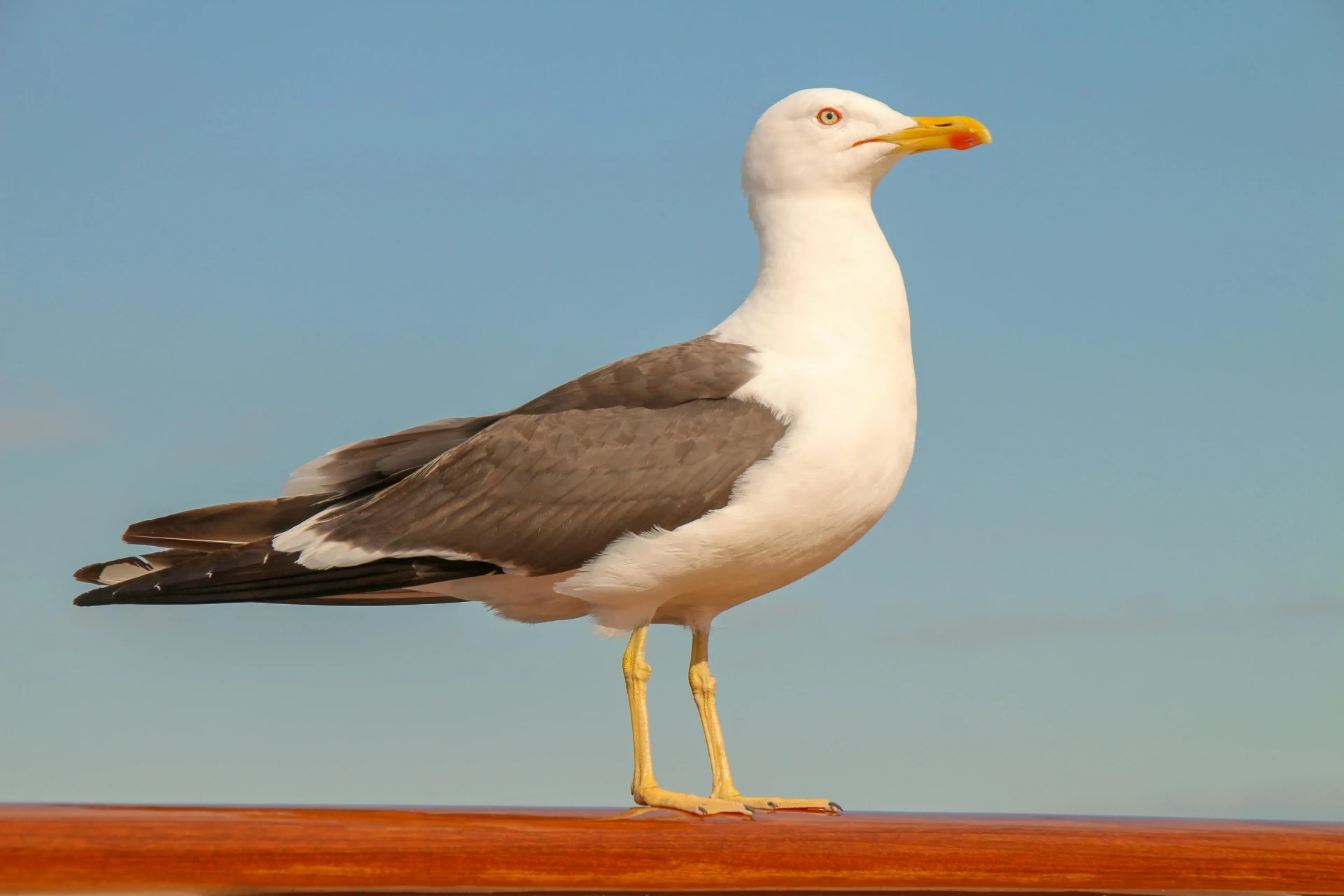 les différences entre la mouette et l’albatros