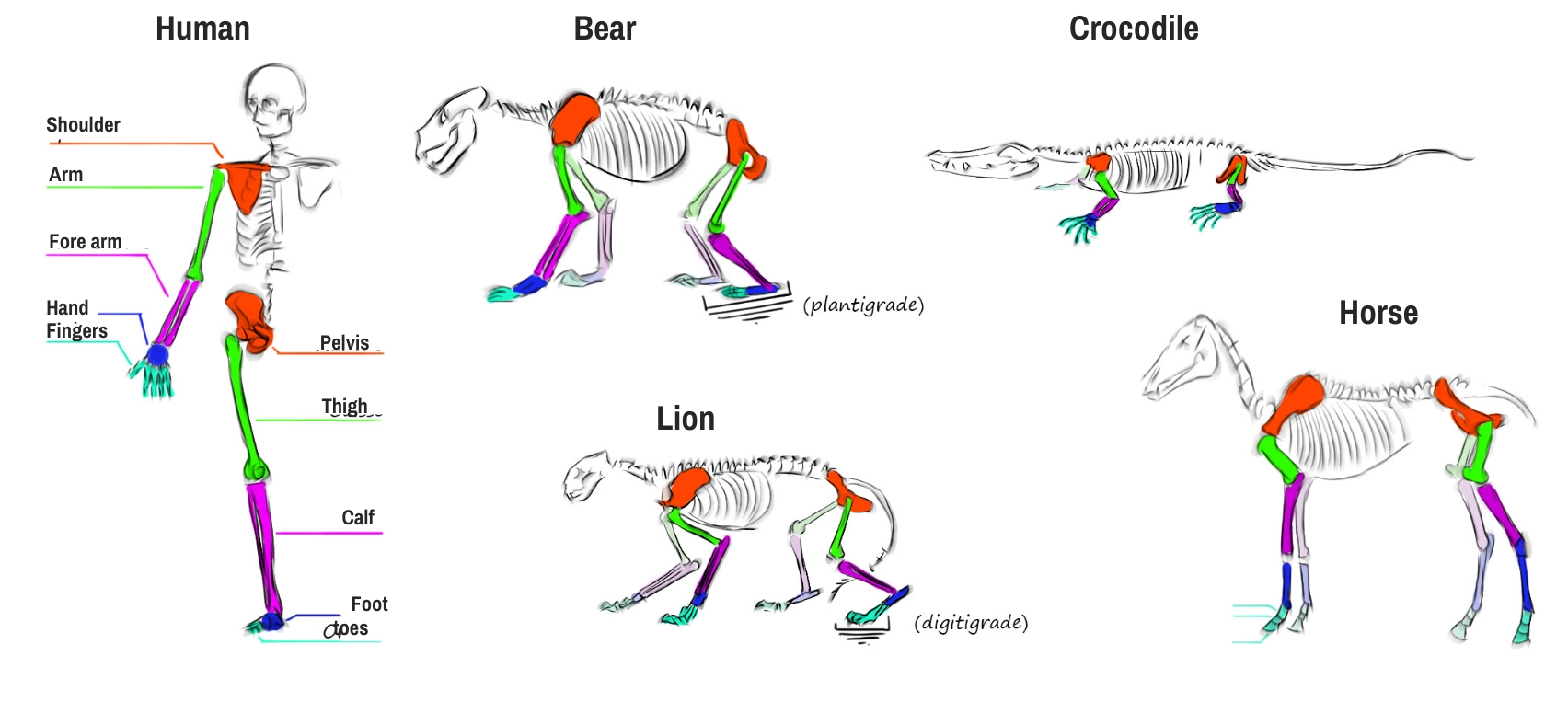 illustration of animal skeletons
