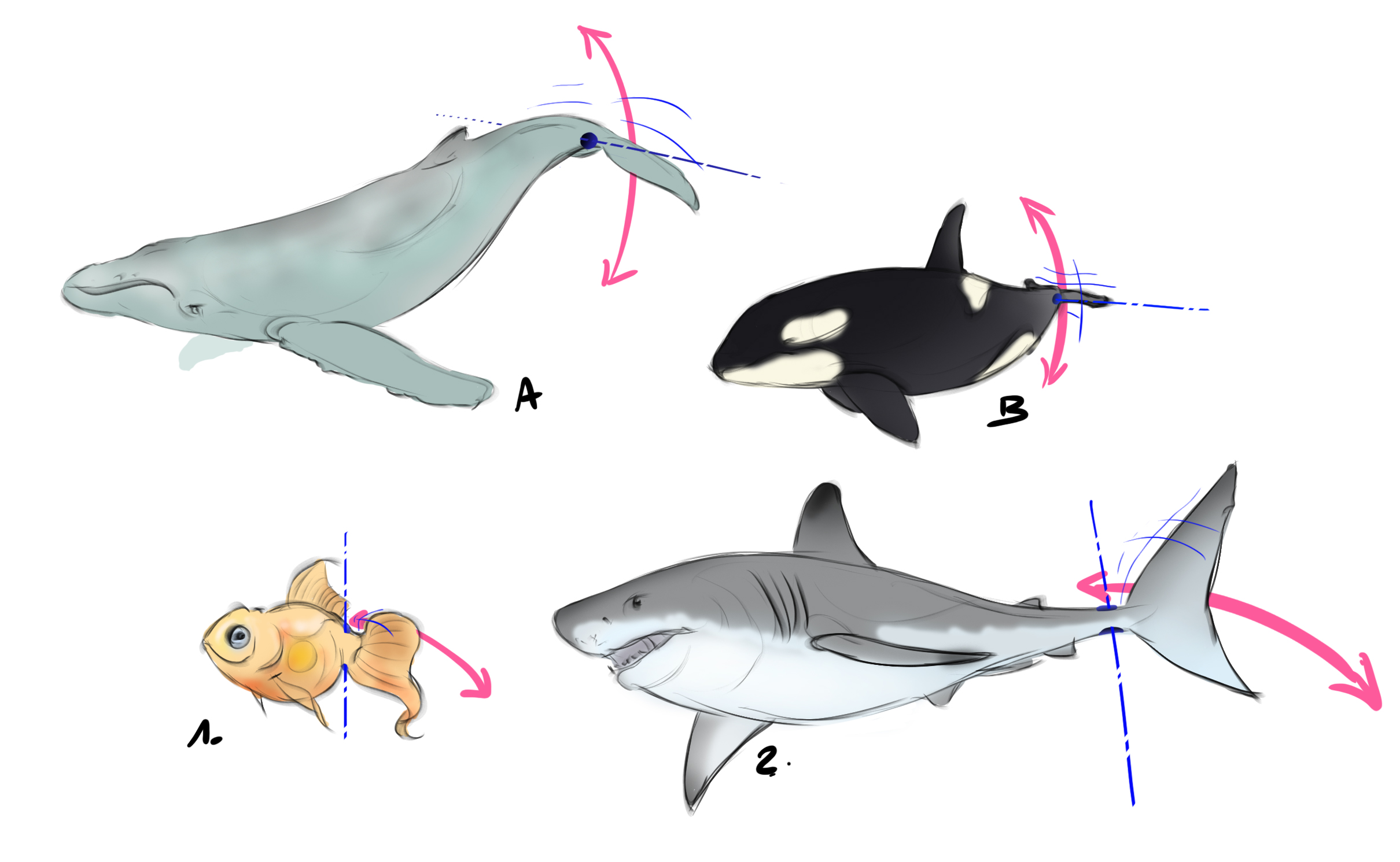 dessiner des animaux marins