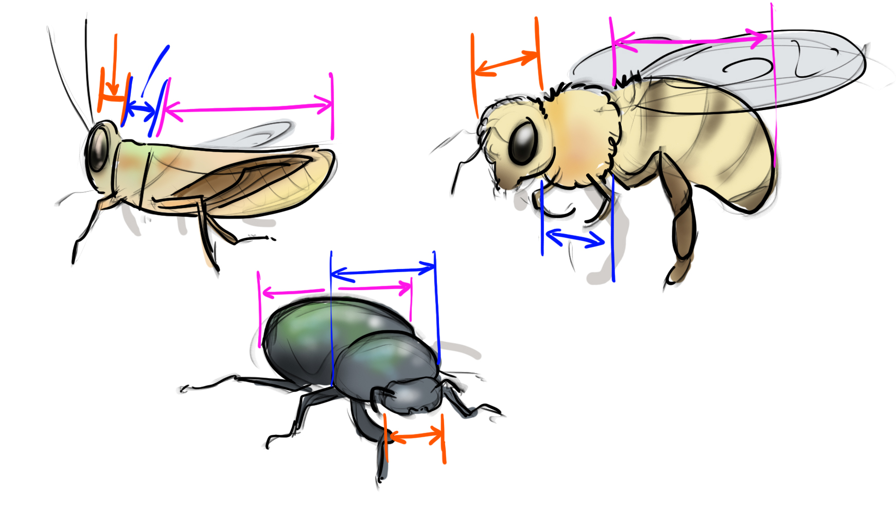 dessiner des insectes