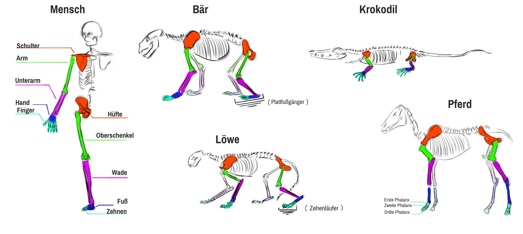 Illustration der Tiergerippe