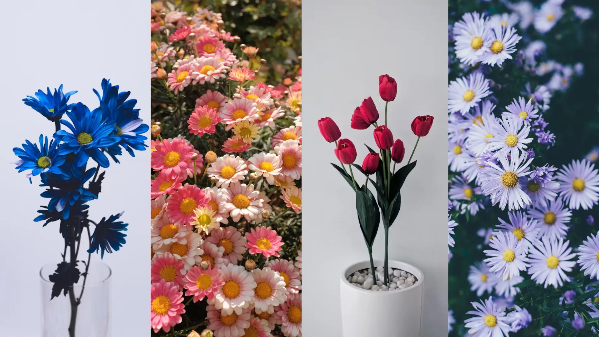 quelques références de fleurs pour peindre à l’aquarelle