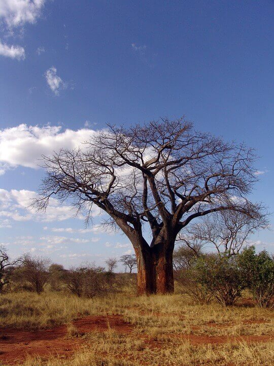 Photo d'un baobab