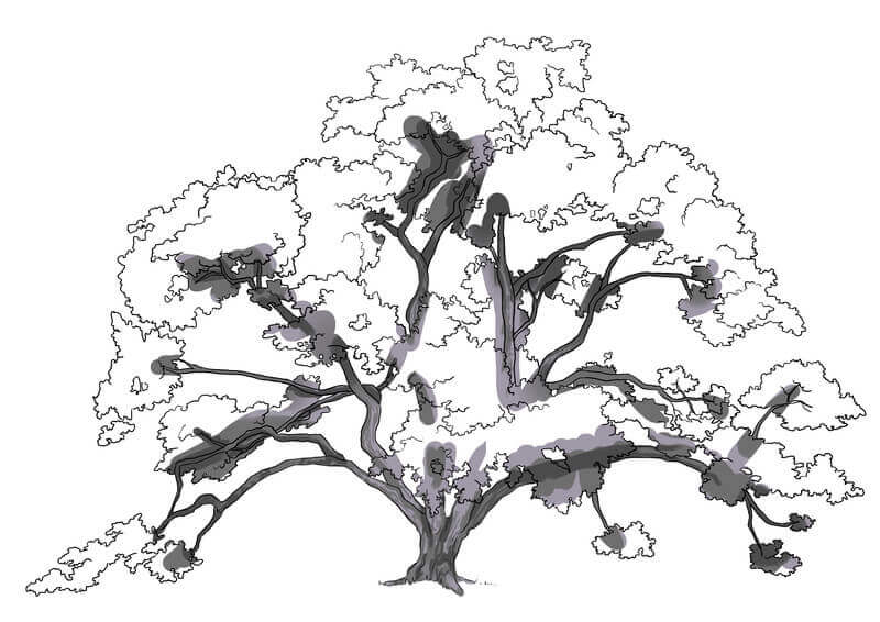 Suite de l'ombrage des branches du chêne