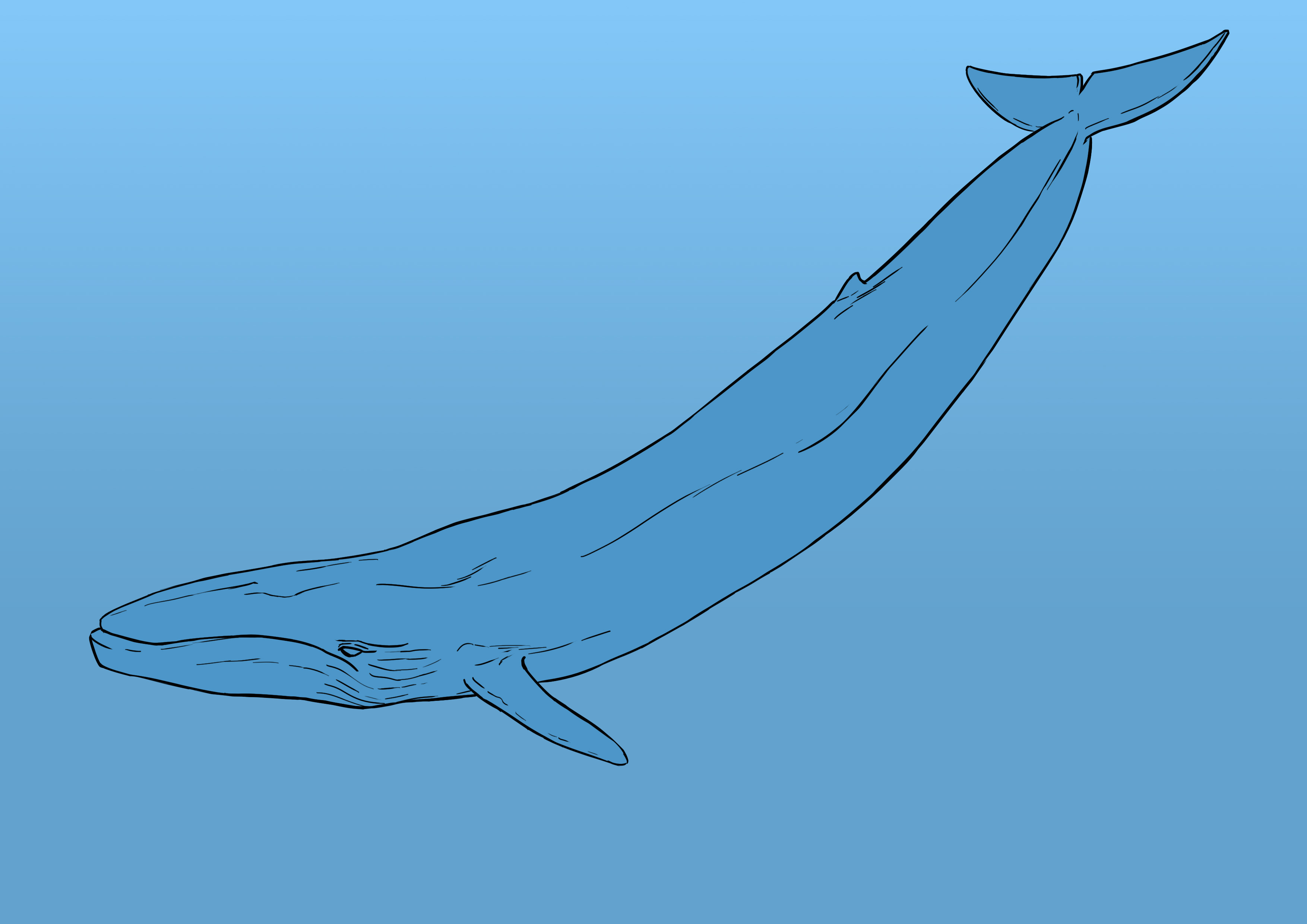 appliquer la couleur au corps de la baleine