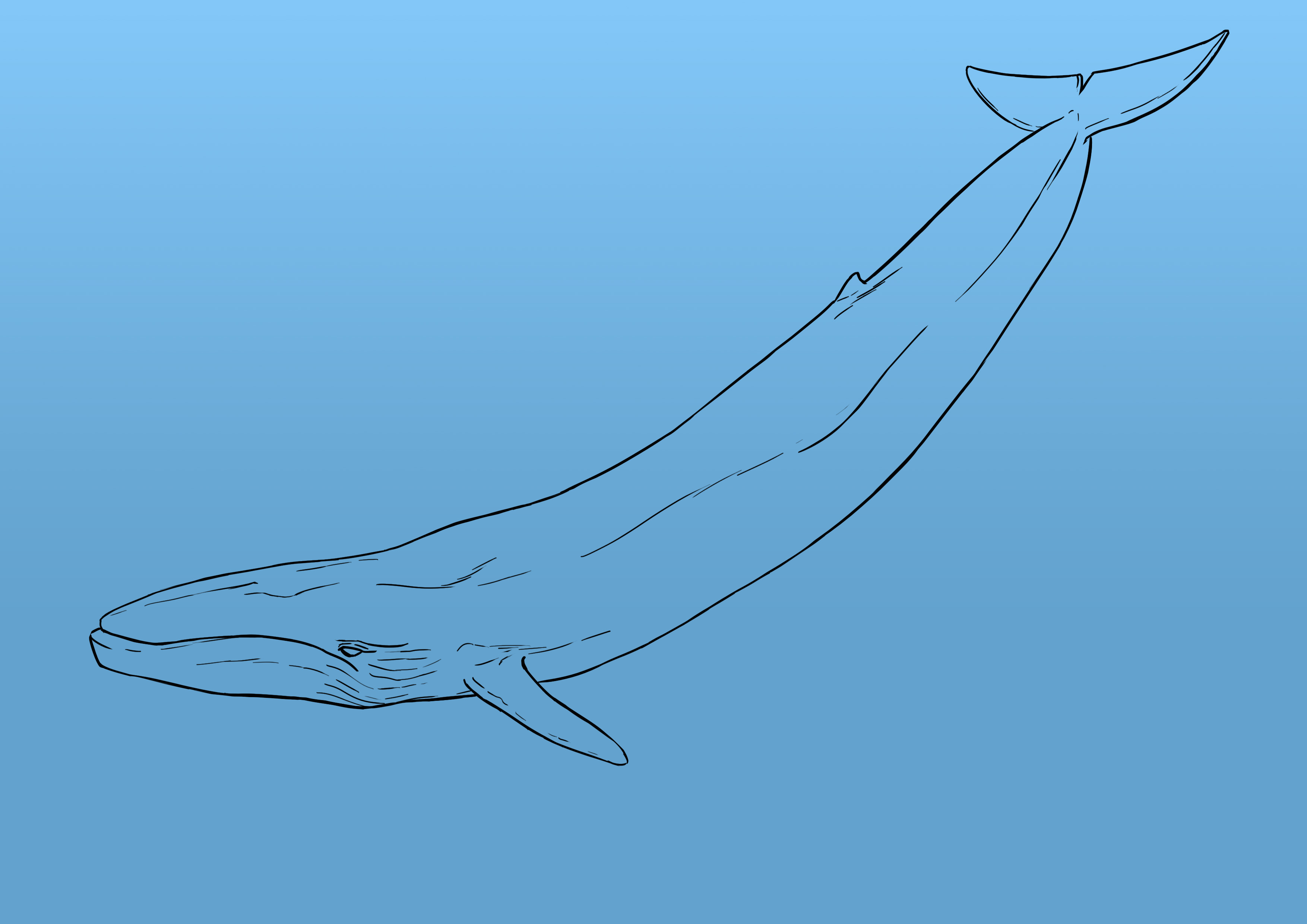 appliquer la couleur au fond du dessin de baleine