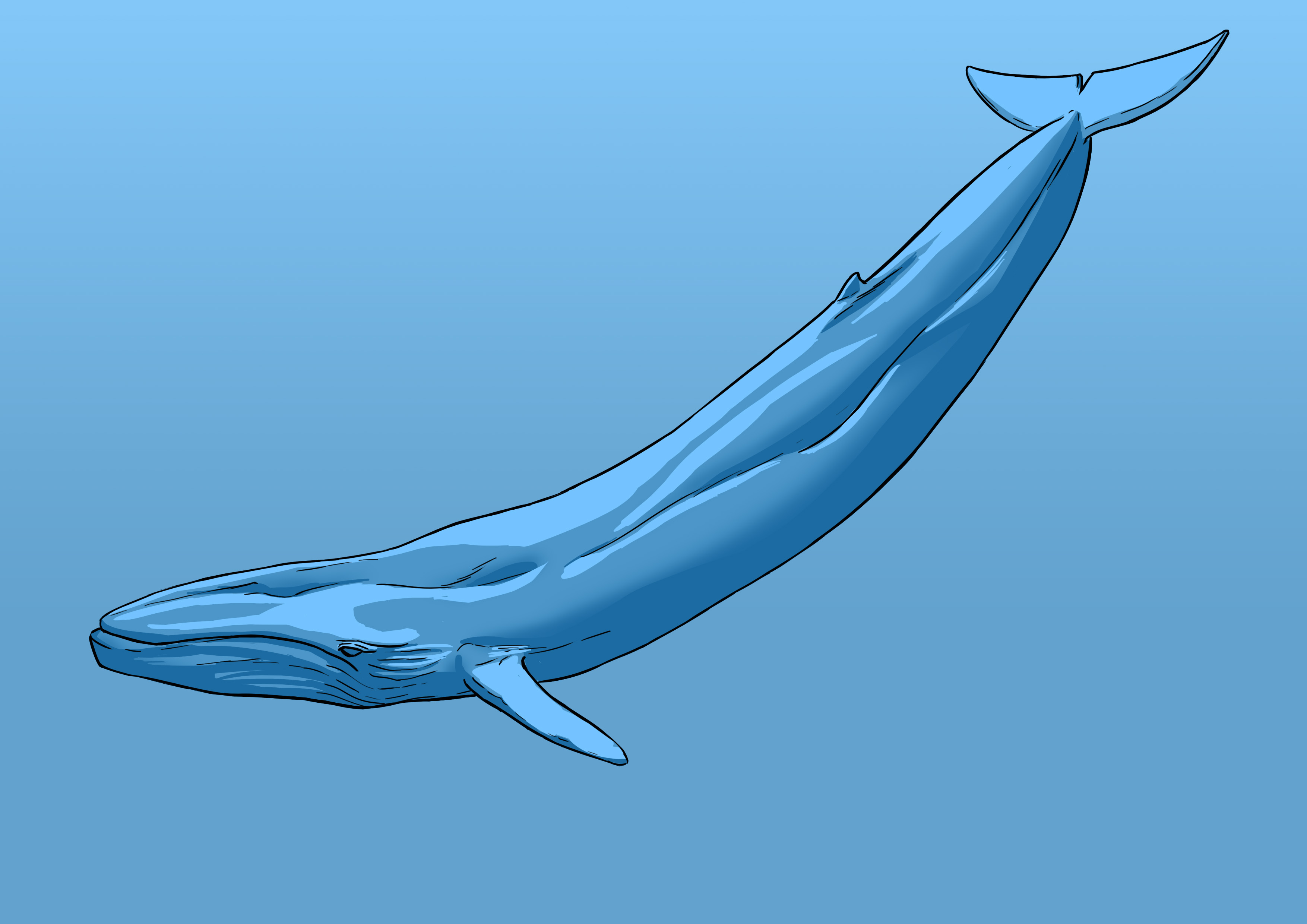appliquer la lumière au dessin de baleine 1