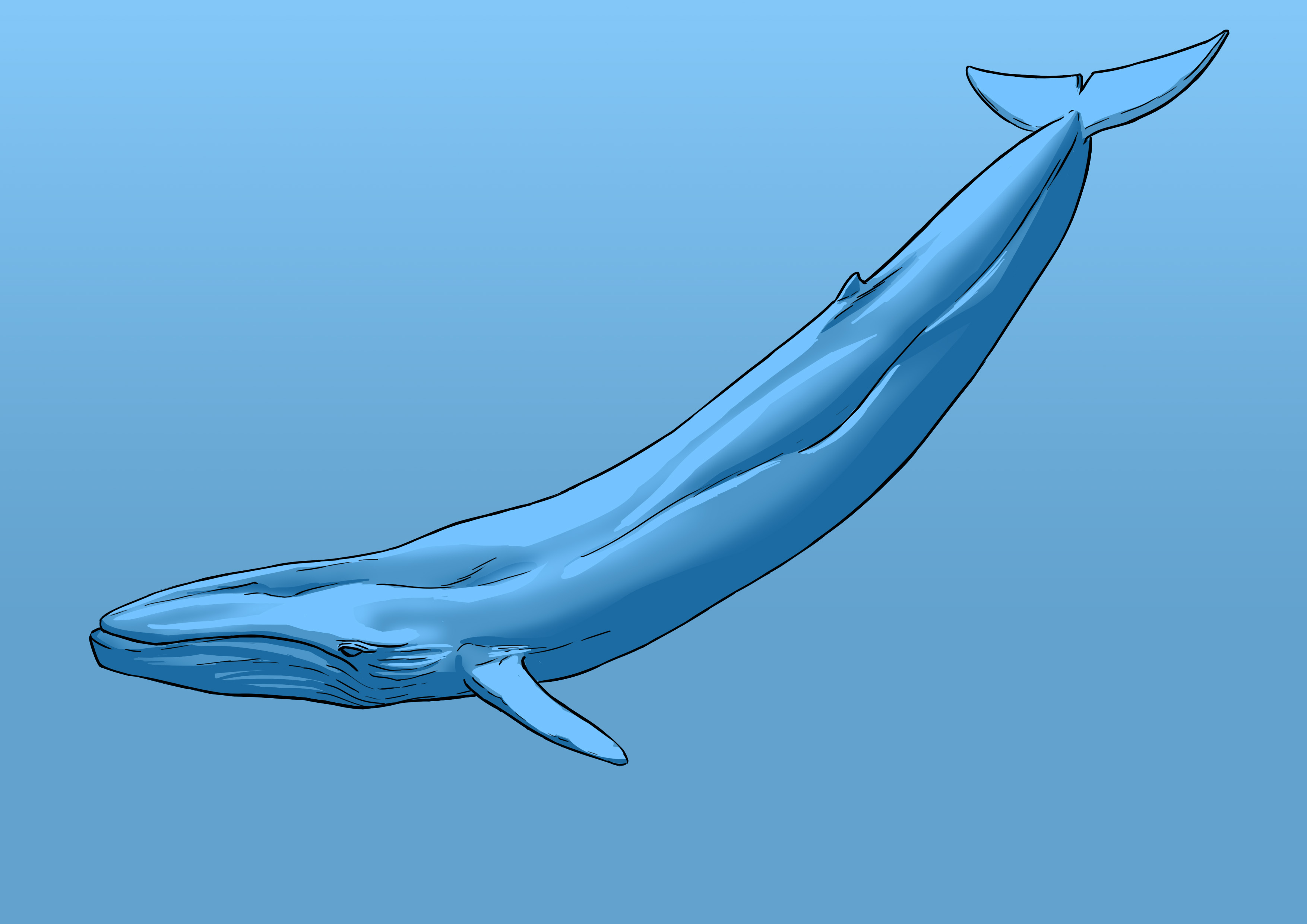 appliquer la lumière au dessin de baleine 2