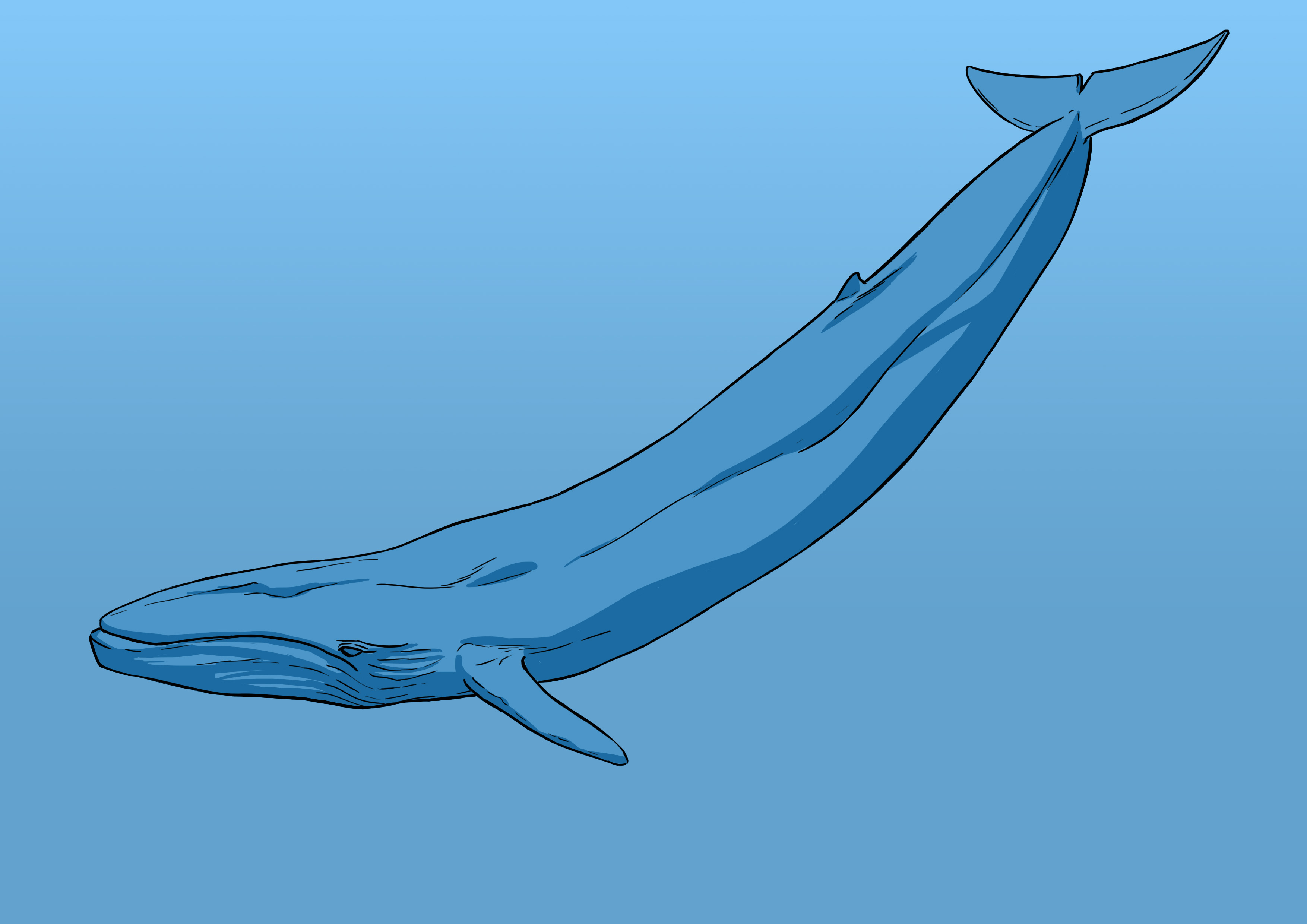 appliquer les ombres au dessin de baleine 1