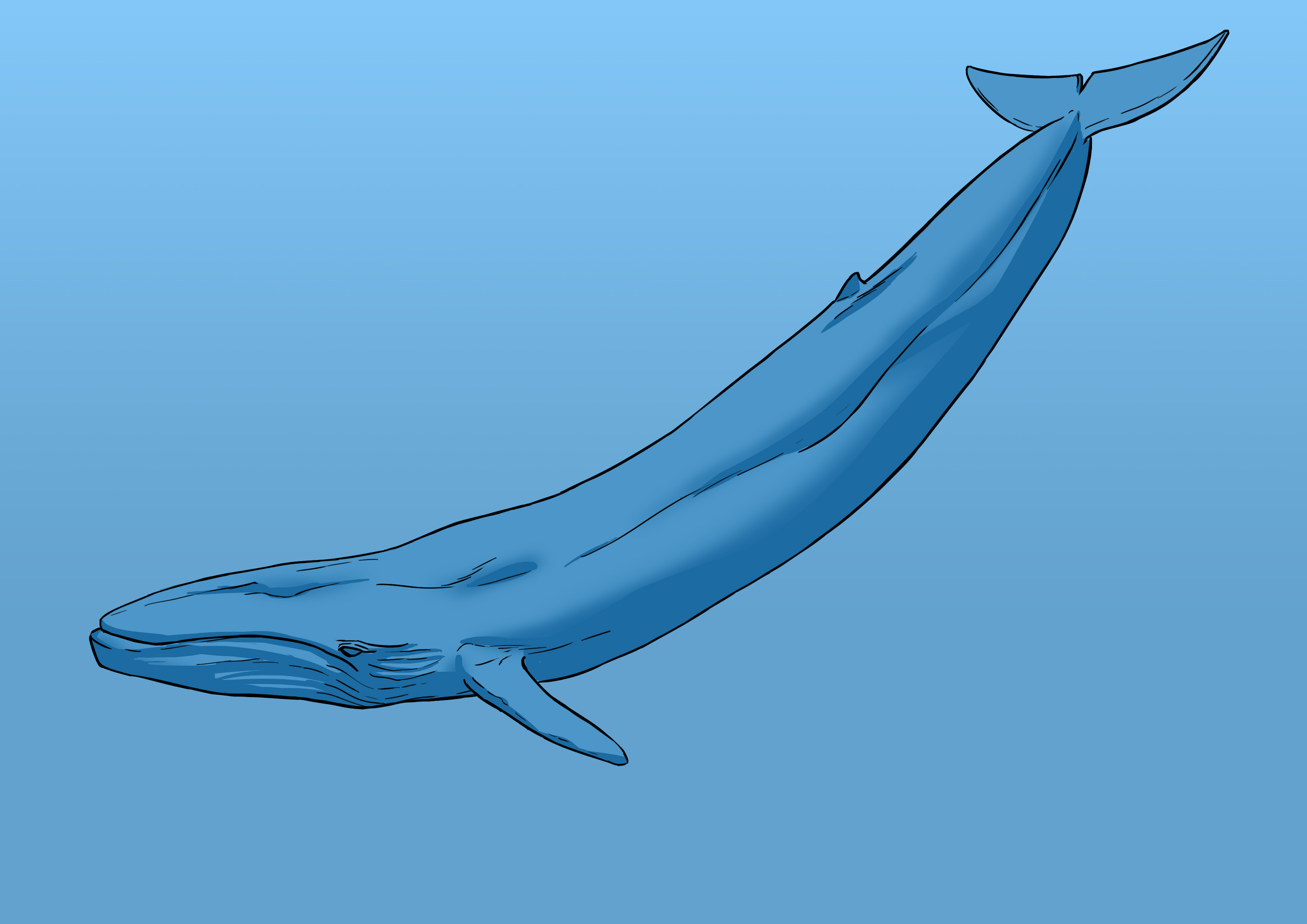 appliquer les ombres au dessin de baleine 2