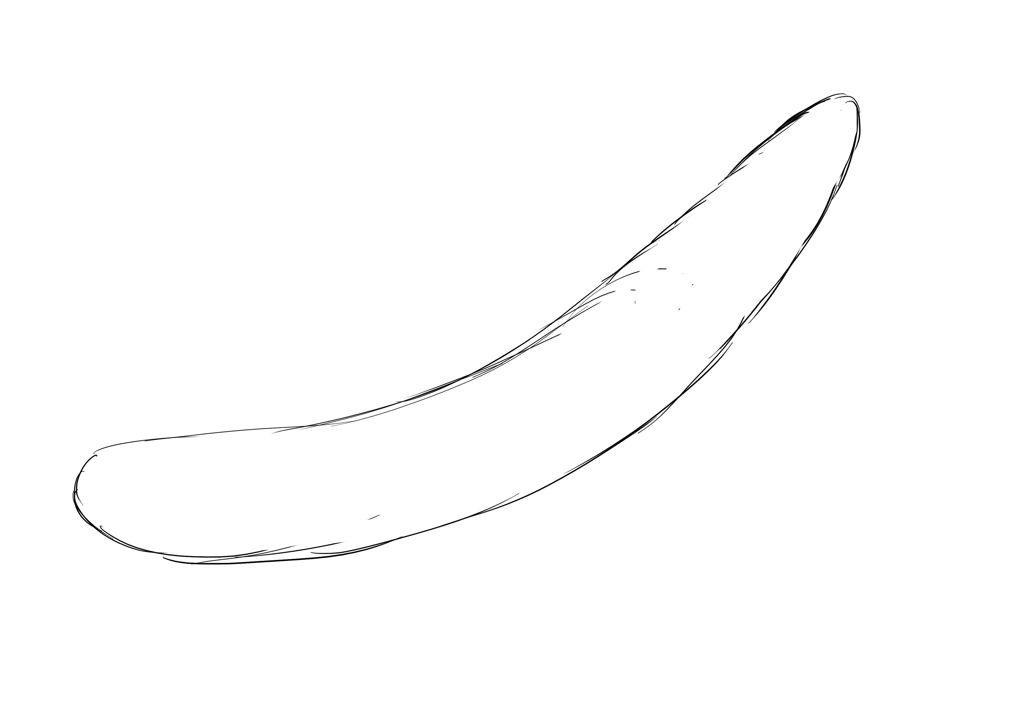 dessin du corps de la baleine