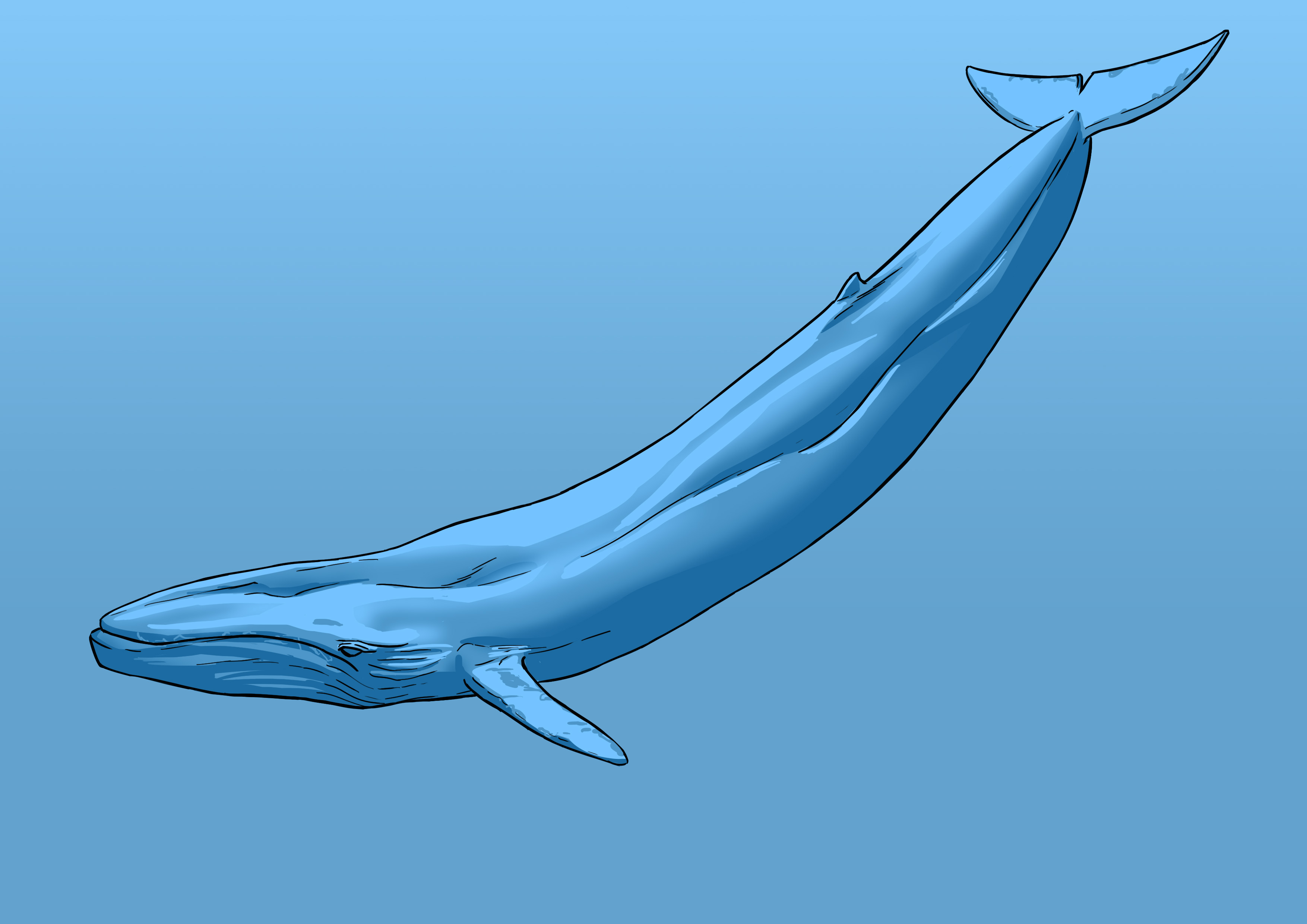dessin final de la baleine bleue en couleur