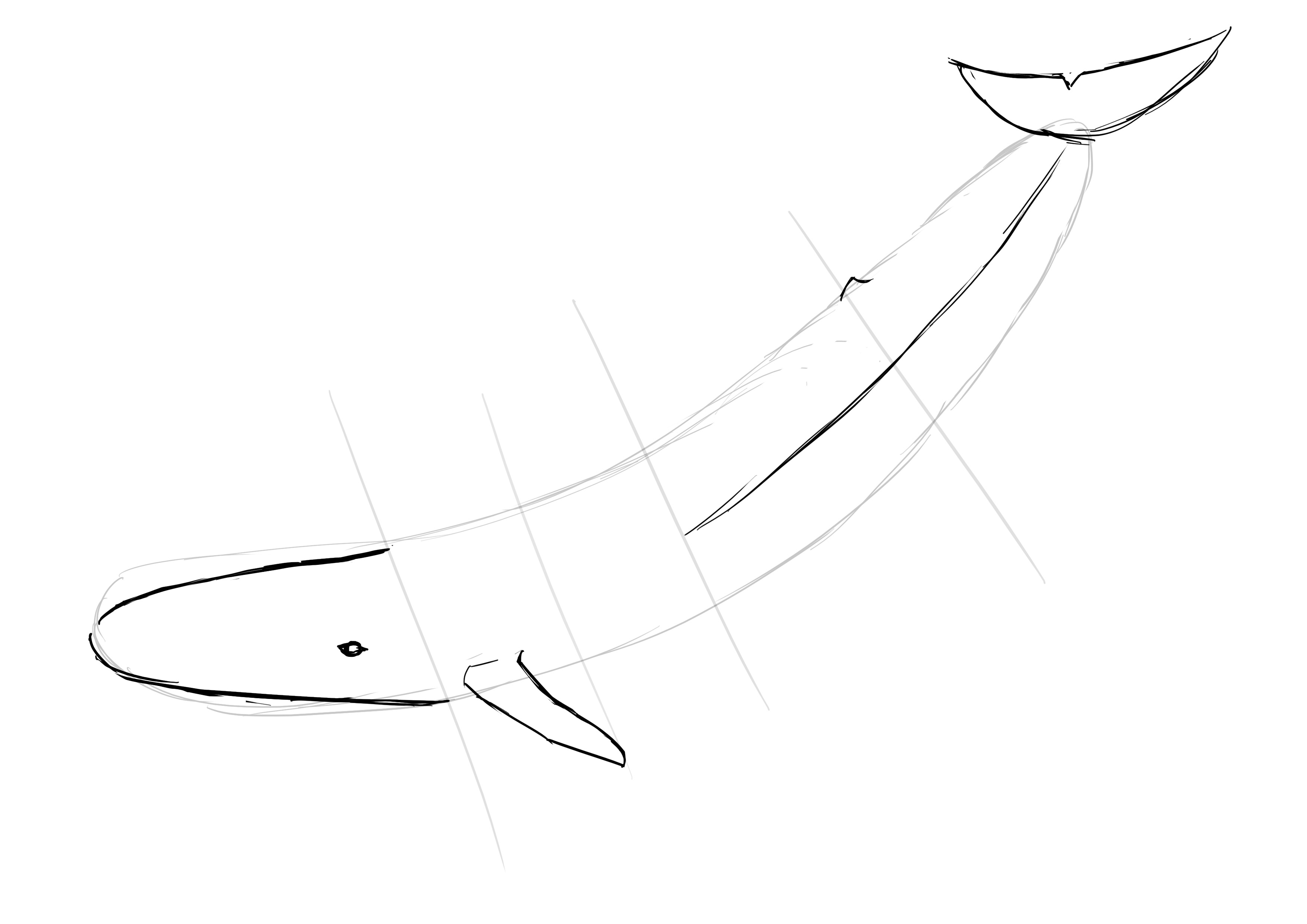 dessiner l’oeil de la baleine
