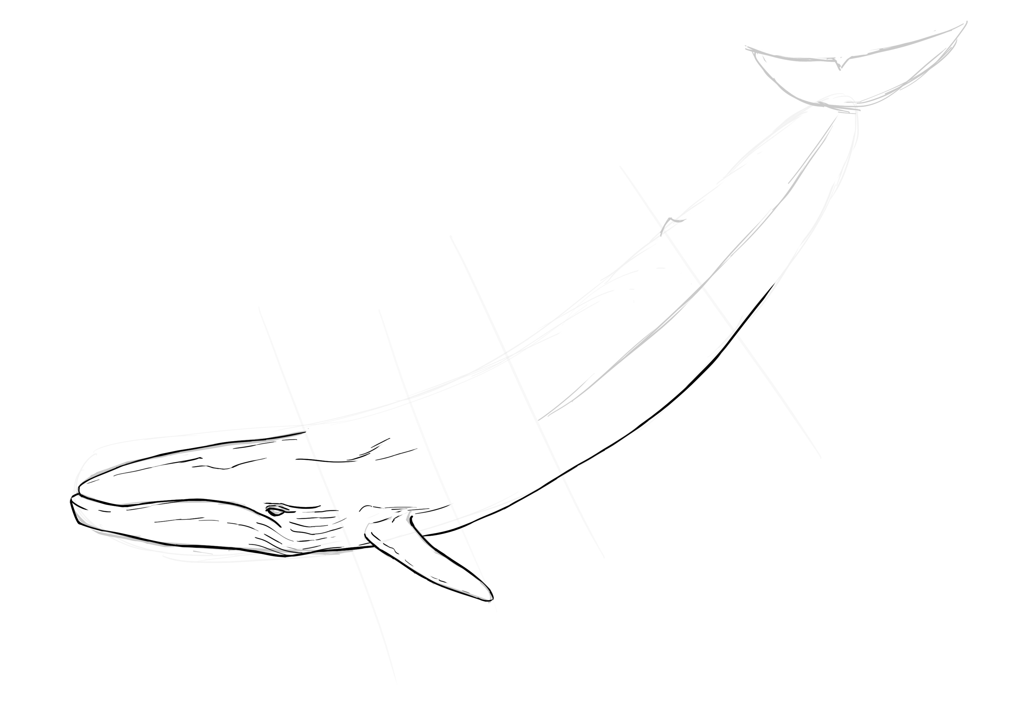 dessiner les nervures sur le corps de la baleine-1