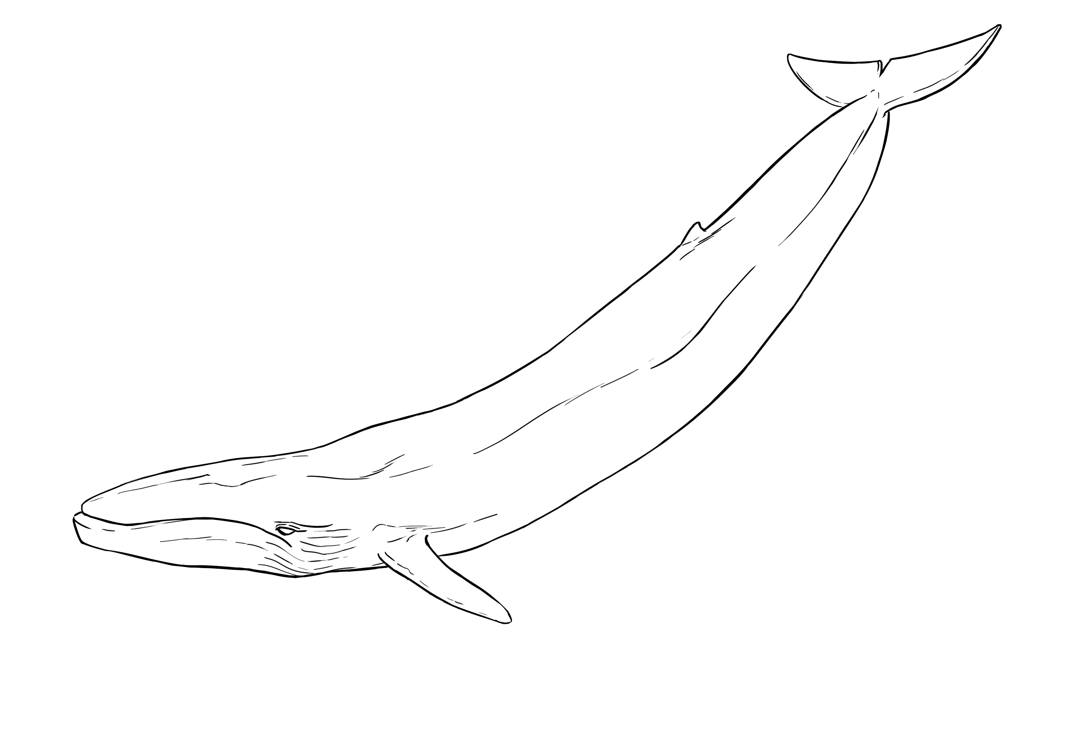 dessiner les nervures sur le corps de la baleine-1