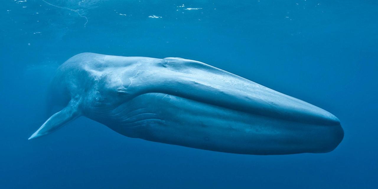 Photo de la baleine bleue