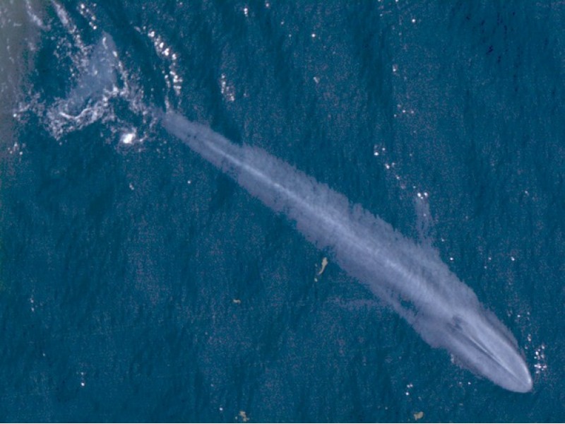  photo de baleine vue du dessus